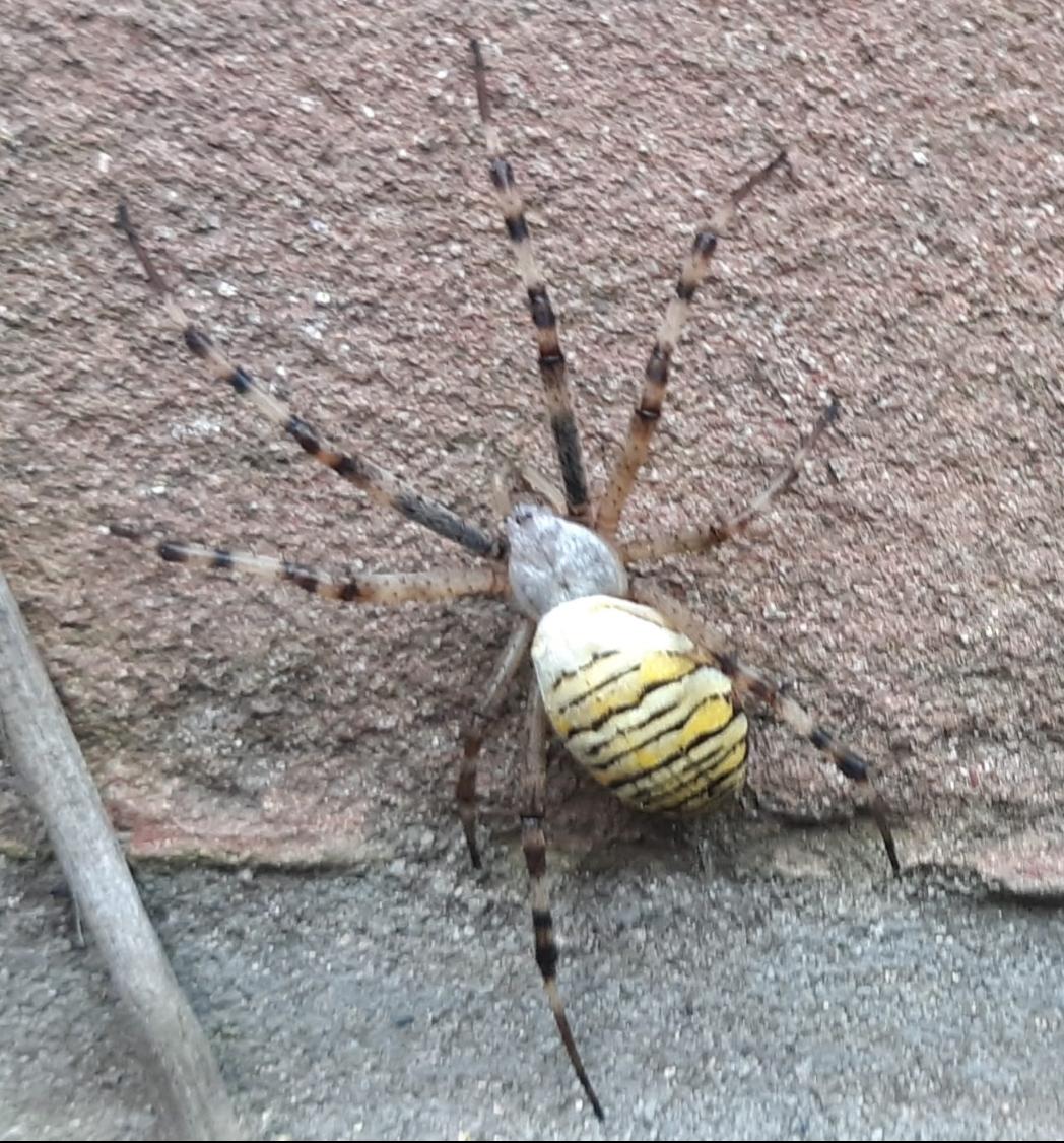 tddebrabander's tweet photo. Wie weet welke spin dit is ? @natuurkieker #spinnen #snin #natuur https://t.co/wzFP410GXw