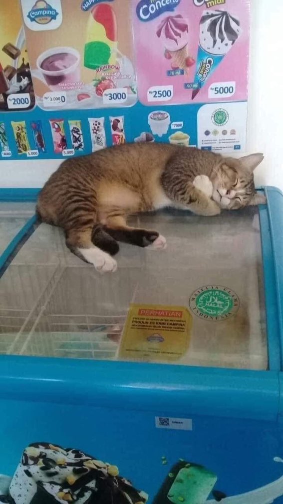 526- Kendine sarılıp uyuyan kedi