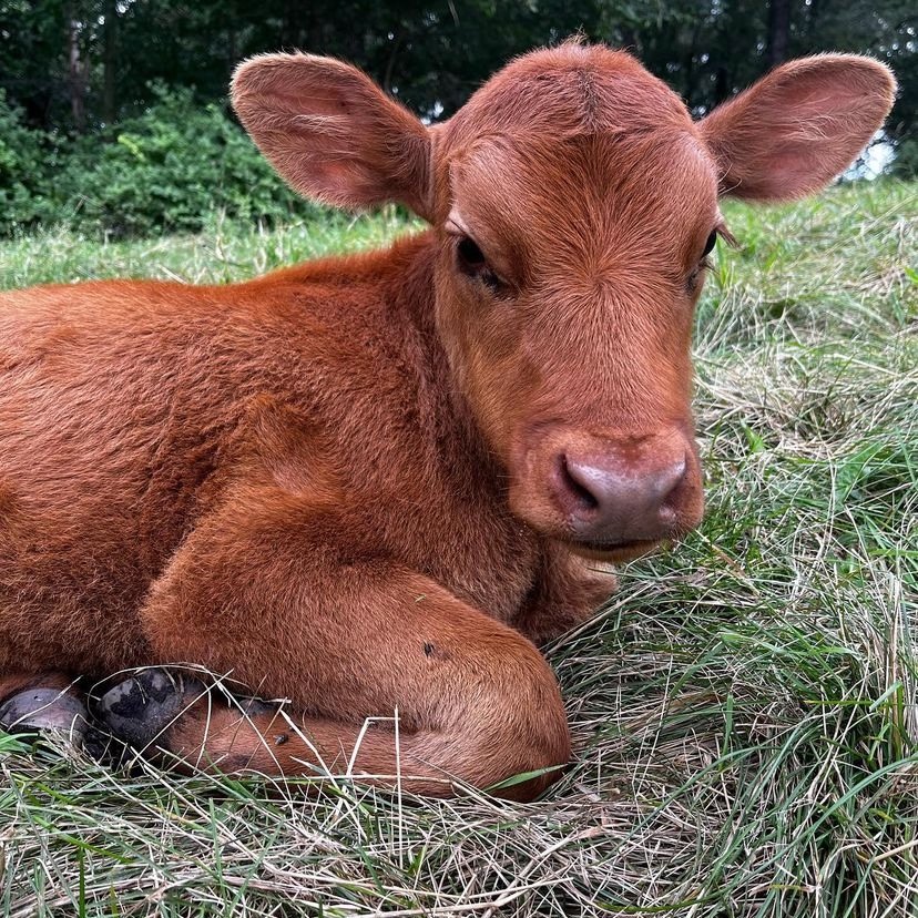 CowoftheDay1's tweet photo. 📅 18th August 2022
🐮 Fred
🏷 Instagram/tripletroublecattle
💕 #animaloftheday https://t.co/Z4qNQQwsPJ
