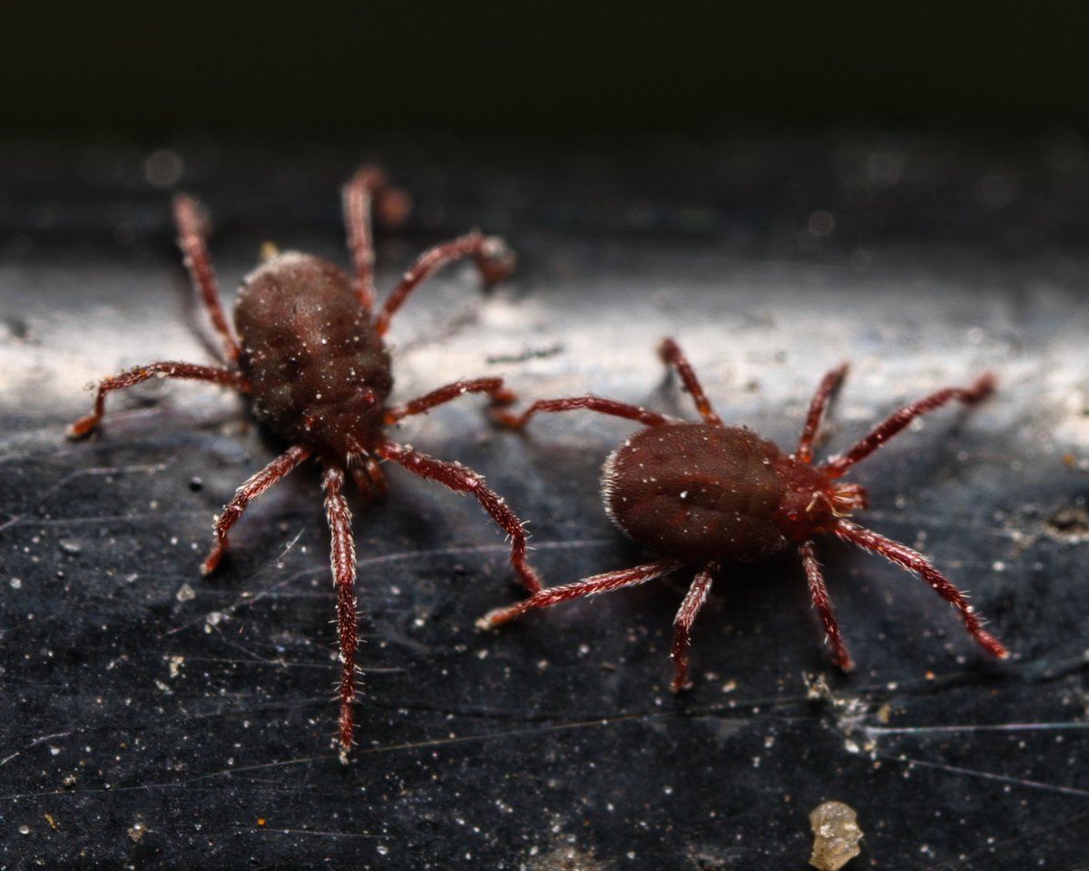 JohnReedPavan's tweet photo. Sidewalk mites (genus Balaustium) in Carl Schurz Park in mid July. These are hunters of softer insects and can help to control pests.

#sidewalkmites #balaustium #mites #predatorymites #arachnids #carlschurzpark #nycparks #macro #ultramacro #luminarneo #venusoptics https://t.co/FM5wL15xXZ