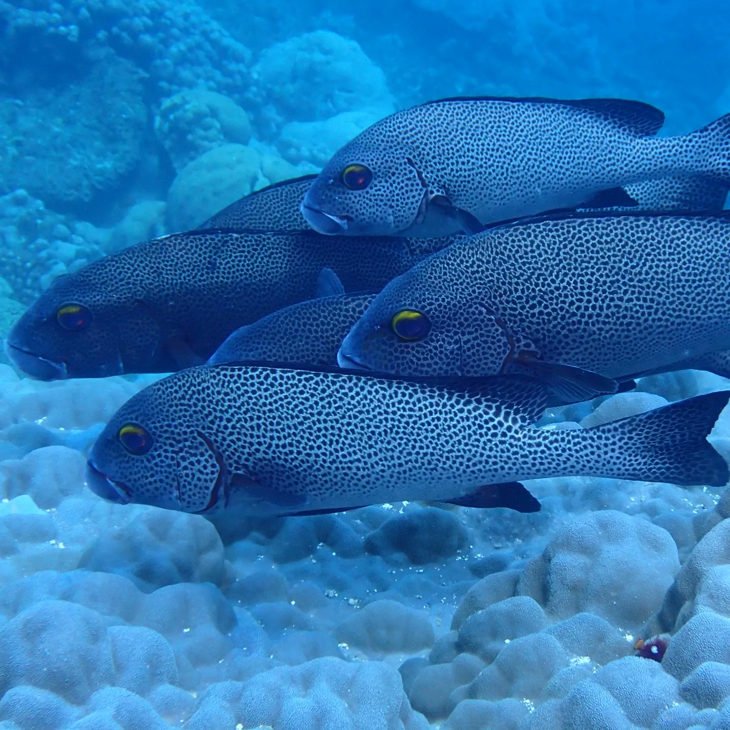 アジアコショウダイ Twitter Search Twitter