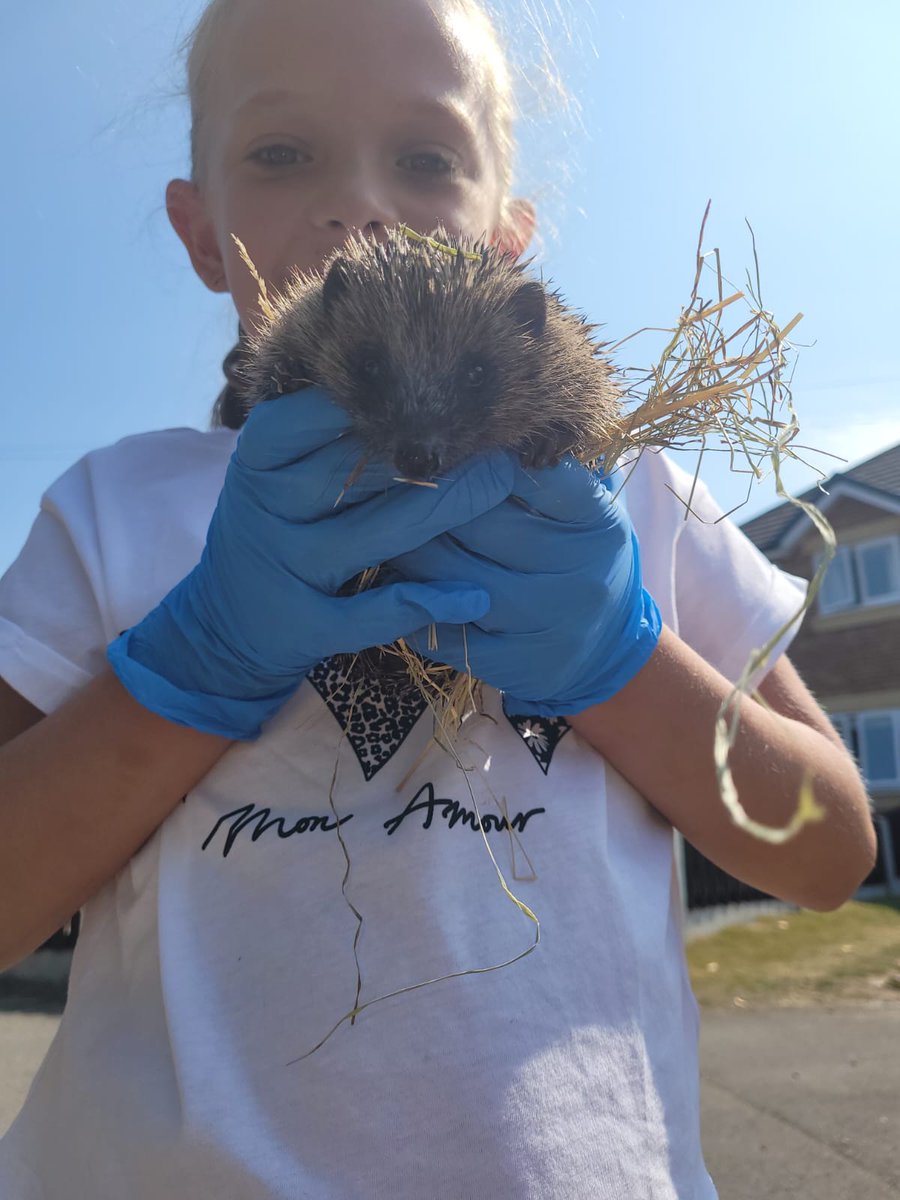 debslou05's tweet photo. @churchfieldprim keela has rescued another hedeghog, little Miss Matilda. If anyone would like to donate kitten food has to be chicken and kitten powder milk for the hedgehog rescue centre it would be much appreciated. https://t.co/bdAtxOOCXT