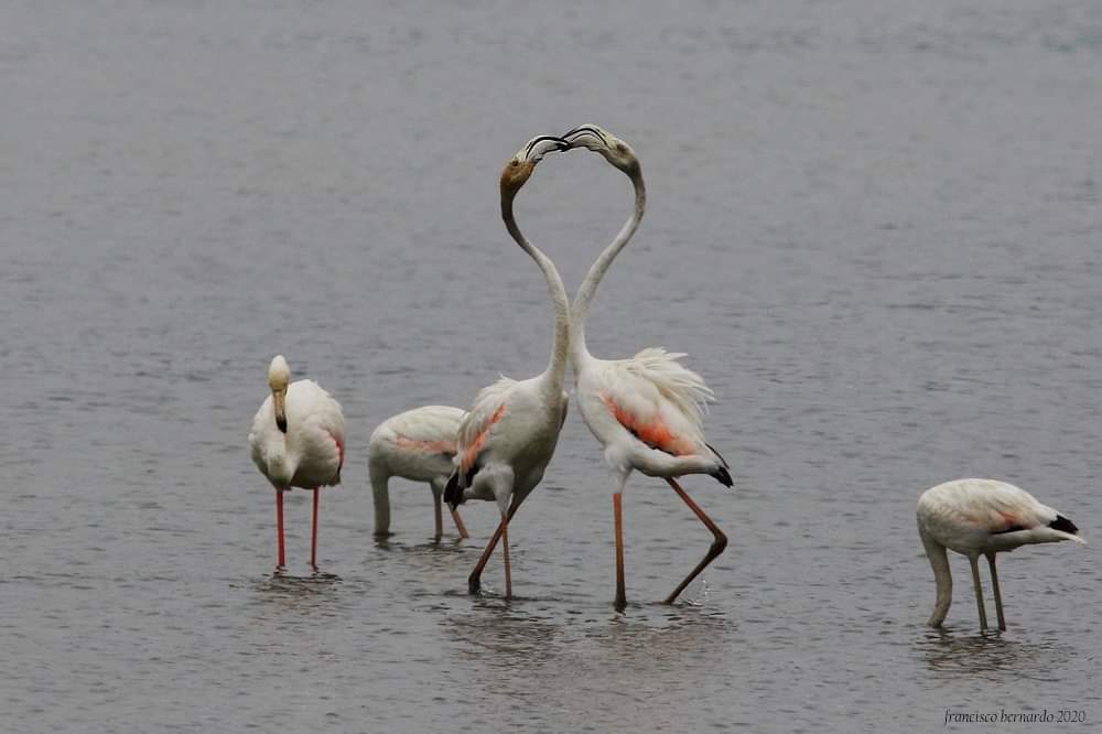 franois29481310's tweet photo. Flamingo (Phoenicopterus roseus)
Reserva Natural Local do Estuário do Douro.
#nature #natureza #love #friendes #Canon #nature #portugal #oporto #travel #RNLED #portugal #photography #phonature #canonportugal #wildlifephotography https://t.co/8uls8ZvVRO