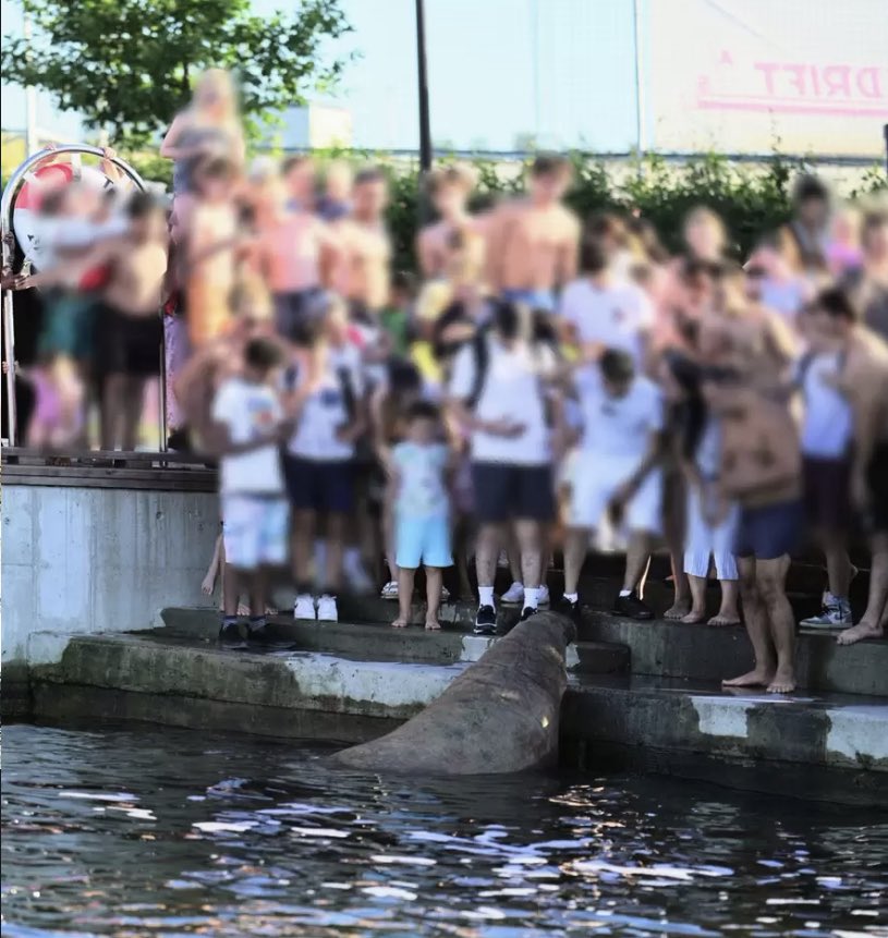 Orangdre's tweet image. This world is f*cked up! Because of the low IQ people and stupid behavior on this picture an animal living in freedom and just being naughty (from a human perspective) here and there had to be killed. They couldn’t give the rest needed. 😡#walross #Walrus #Freya #FreyaTheWalrus