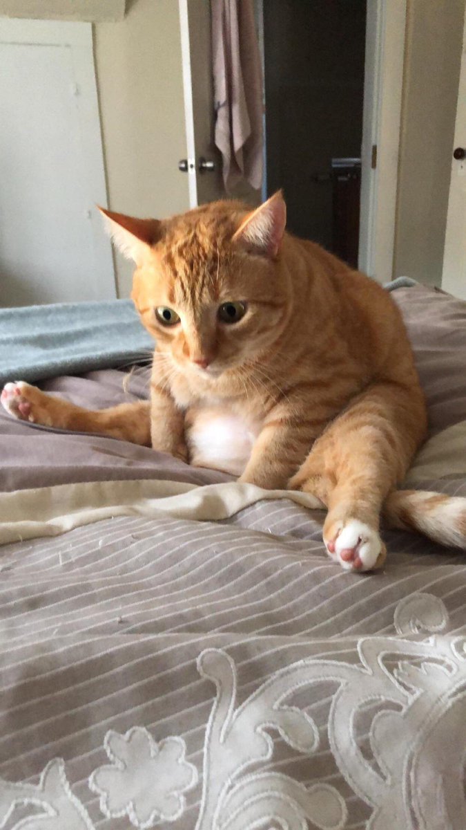 DontShowYourCat's tweet photo. awake, now wot https://t.co/L15az3MipV