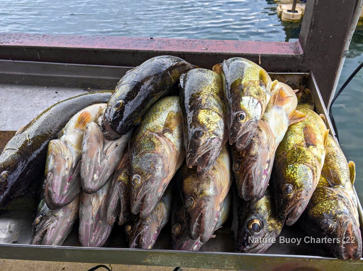 ONLOOKER: Chuck? Do you ever get tired of catching and cleaning fish?
ME: hahahahahaahahahahahaaha LOLOLOL

519 401 4939 - Capt Chuck Irwin
#NatureBuoyCharters #Walleye #Steelhead #FishOntario #FishLakeErie #CKTourism #ErieauMarina #Erieau #VisitCK #SeeYouInCK