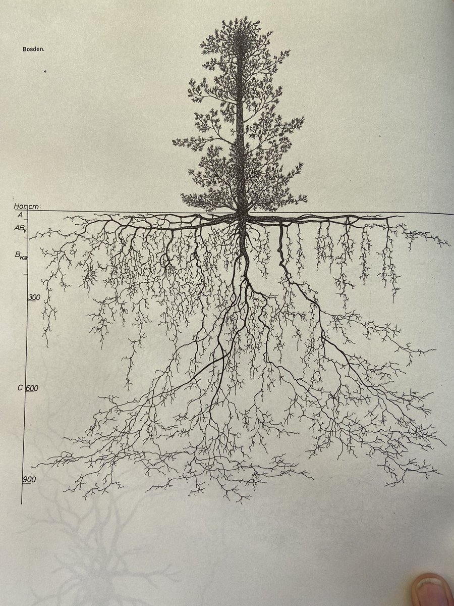 Je ziet het niet, maar het is er wél. Het kapitaal van bomen zit vooral ondergronds (zie bijvoorbeeld de wortels van de Gewone es, wauw!). 
Om de ‘airco-functie’ in de stad voor de mens te kunnen vervullen, moet een boom het onder de grond wel naar z’n zin hebben.
 #Wurzelatlas