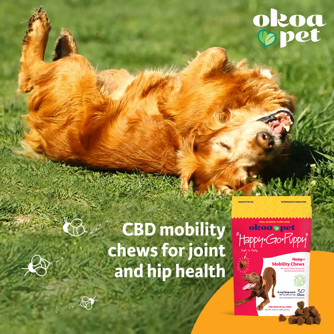 OkoaPet's tweet photo. Do you have a senior dog? Try our all-natural &amp; vet-formulated "Happy-Go-Puppy" CBD mobility chews that promote healthy joints and hips. 

-- 

#OkoaPet #realsciencepurelove #seniordogs #seniordog https://t.co/pw9cer8adi