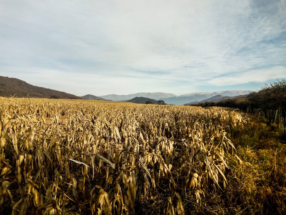 BiologiaC's tweet photo. La biología de la conservación no está definida como una disciplina sino por su objetivo: detener o reparar el daño innegable que se está causando a los ecosistemas, las especies y la relación de los humanos con el ambiente.
Foto: @EDerlindati https://t.co/uLvOavOyHY