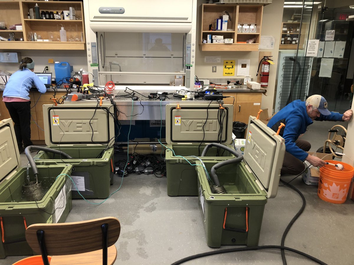 Successful 2nd day in the field and the lab collecting soft shell truncate clams for physiological research with <a href="/kenmjeffries/">Ken Jeffries</a> <a href="/LinhLGM/">Linh M</a> @cbest050 and @DFO_Central Chris Lewis.