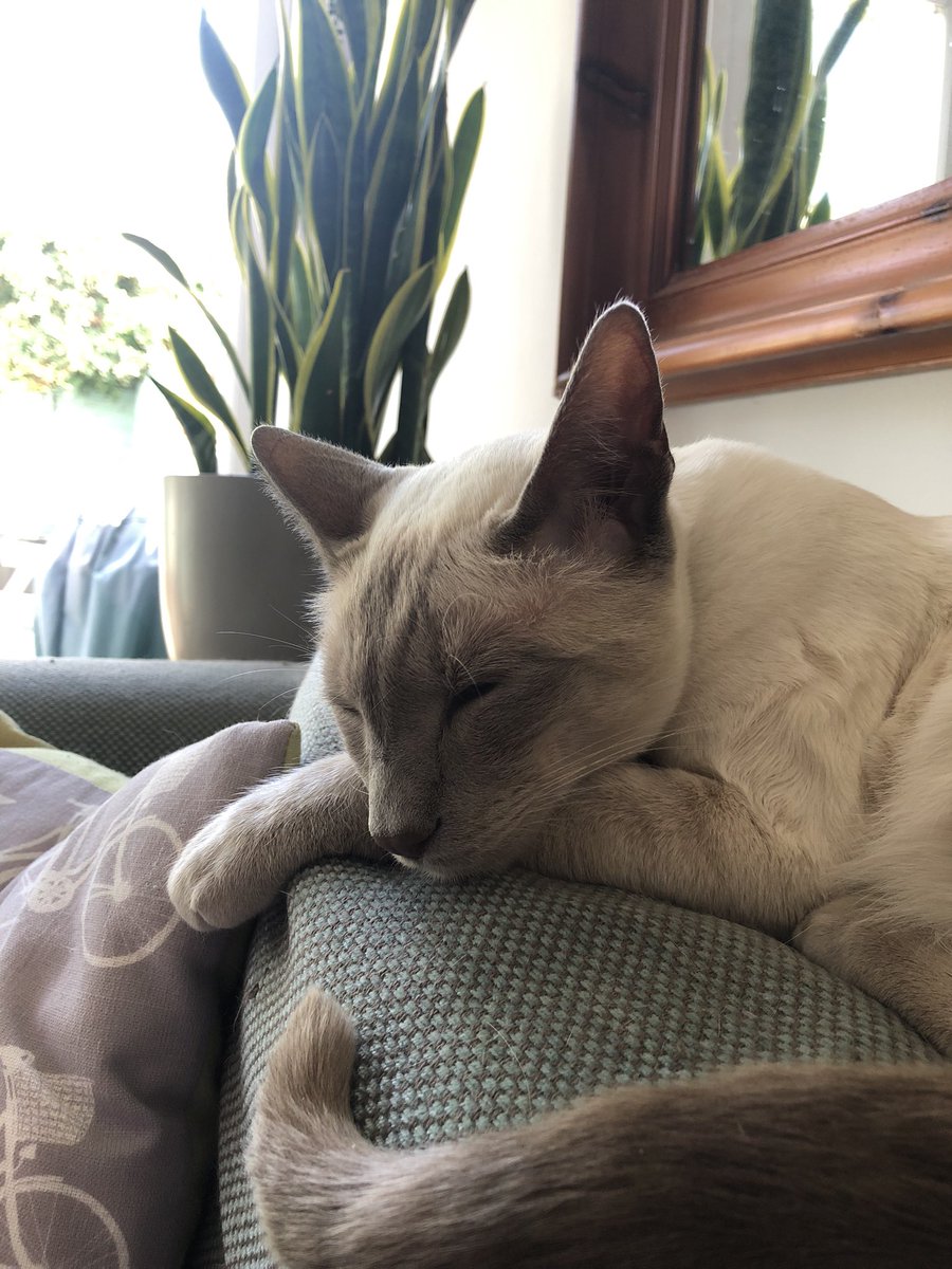 _jo_'s tweet photo. All this cat burglar shenanigans is exhausting. https://t.co/zRSYSRzSKQ
