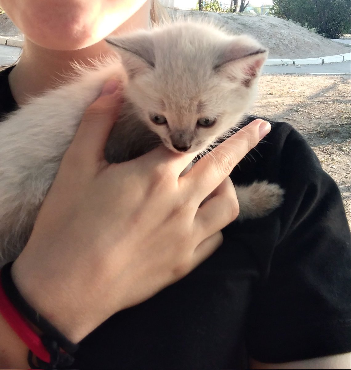 omutchertei's tweet photo. Прибился котенок, ищу ей дом 
Город Алматы, отзовитесь пожалуйста, кто захочет взять https://t.co/llnHL7mApP