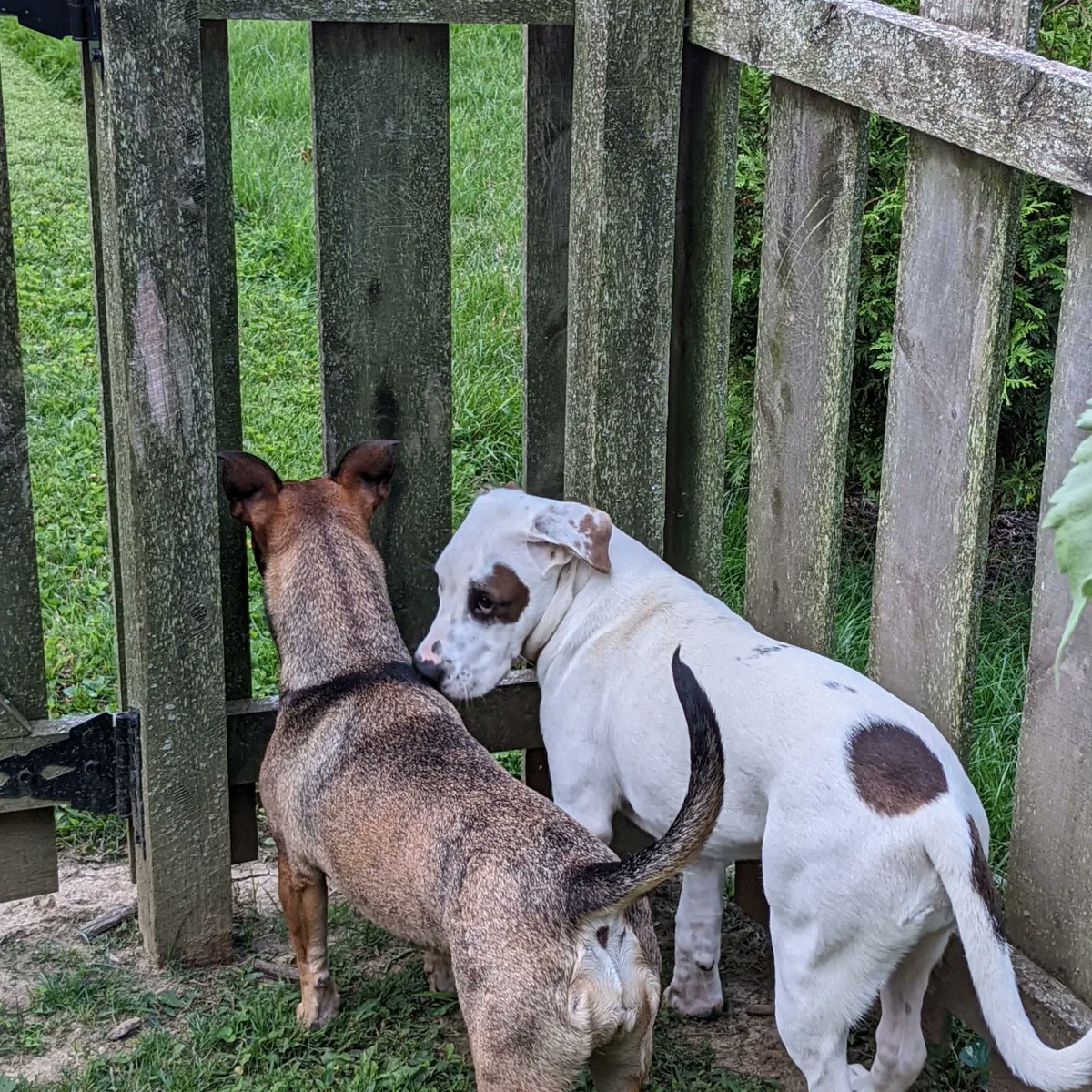 SkoobaJay's tweet photo. Happy ☀️Sunday☀️ Morning from the 🌻#SunflowerPatch 🌻
#SuburbanSharecropper 
#WiggleButt #SullivanDaPup 
#HundredAcreWood 
#JasonUnplugged https://t.co/LeYLC3nlTO