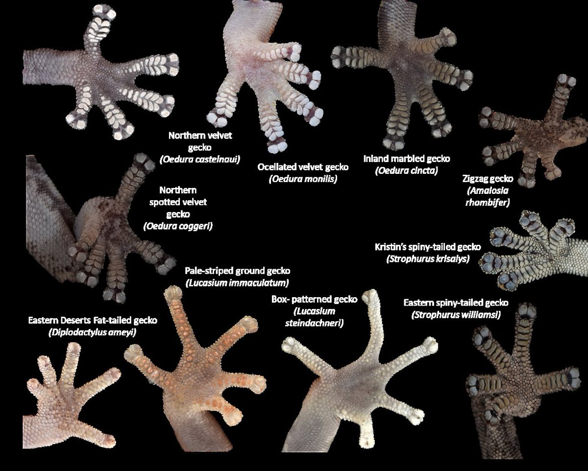 Everyday is #WorldLizardDay when you get to study one of their awesome adaptations, toepads! Check out the range of different sizes and configurations seen some of the #Australian #diplodactylid #geckos found in #Queensland. #WildOz #herpetology