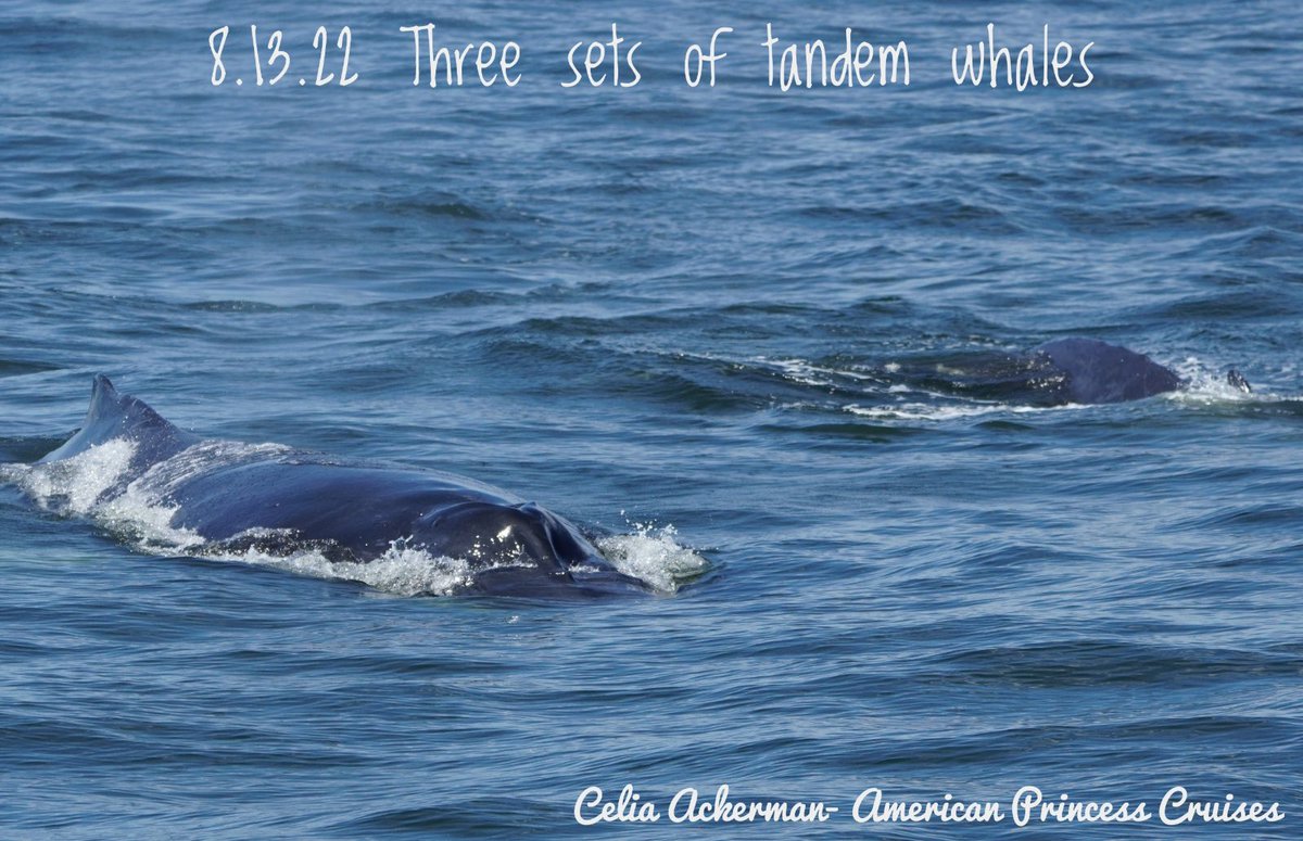 NINE. 9. nine. So many whales saying it once doesn’t seem like enough! Breaching whales and whales swimming in tandem and whales interacting with dolphins. All of this with sights of NYC &amp; the harbor in the background. Amazing day to say the least.