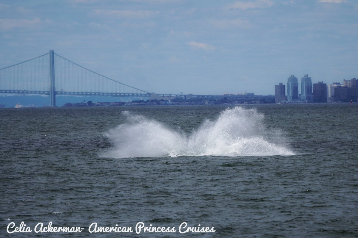 gothamwhale's tweet photo. These photos and the photos above were taken by our Naturalist &amp; Research Associate @ackerman_celia Celia Ackerman aboard the @APCruises on 8/13. #HumpbackWhales #NYC #RealHumpbacksOfNYC https://t.co/vyjk9ZQWmA