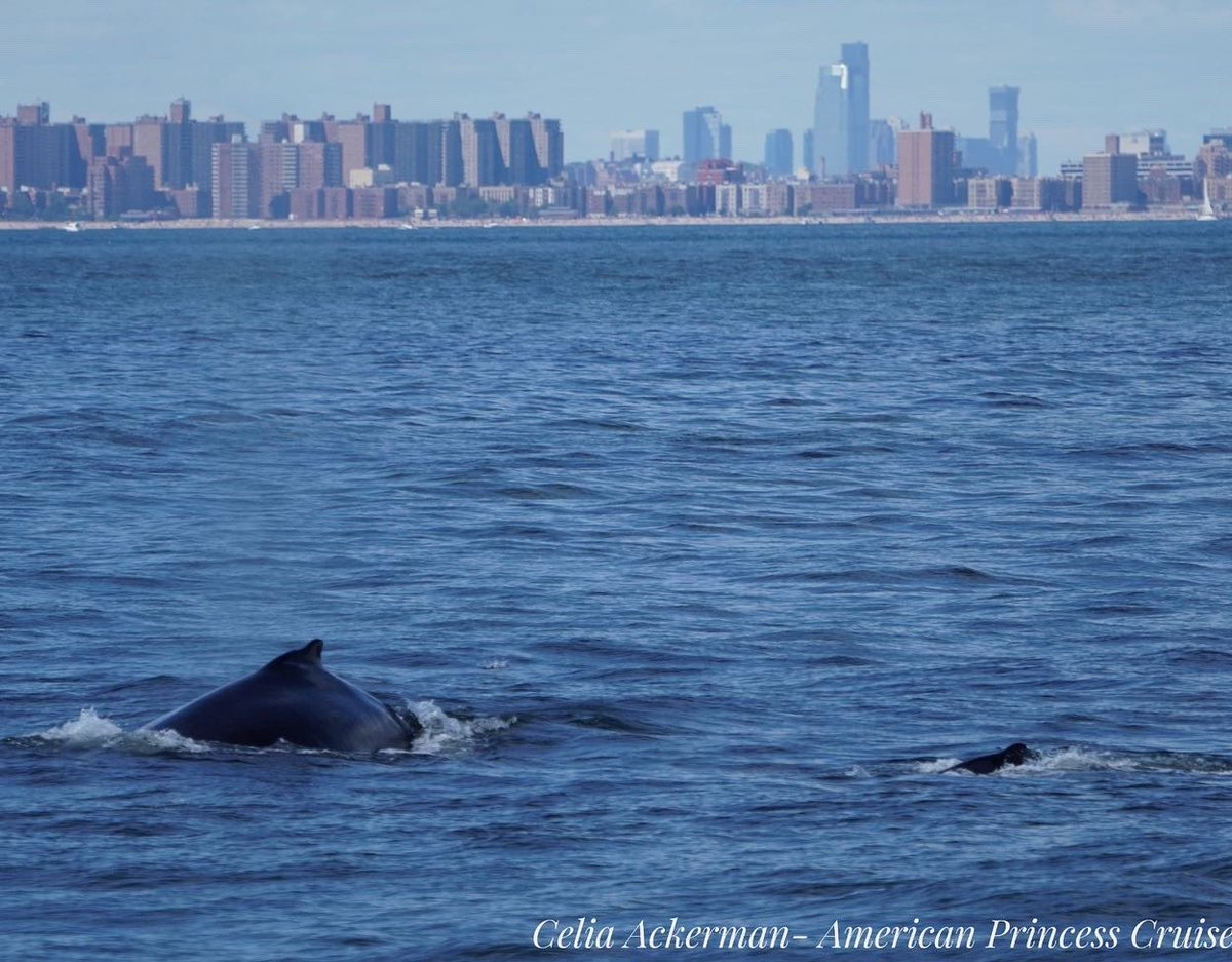 gothamwhale's tweet photo. These photos and the photos above were taken by our Naturalist &amp; Research Associate @ackerman_celia Celia Ackerman aboard the @APCruises on 8/13. #HumpbackWhales #NYC #RealHumpbacksOfNYC https://t.co/vyjk9ZQWmA