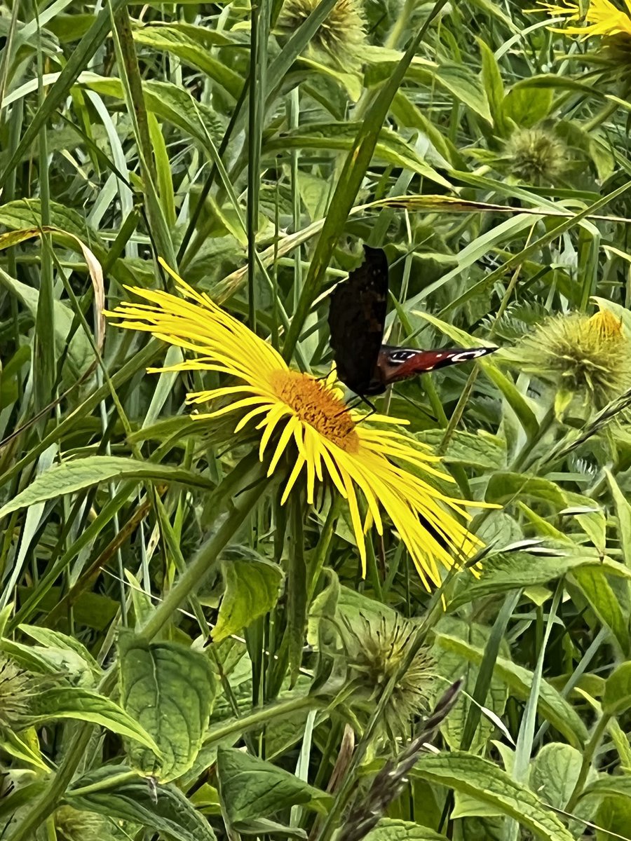 Knockadoo's tweet photo. Pretty! #inula https://t.co/yfmGGq5r4i