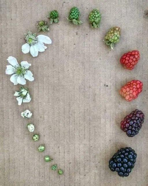 Life cycle of a blackberry