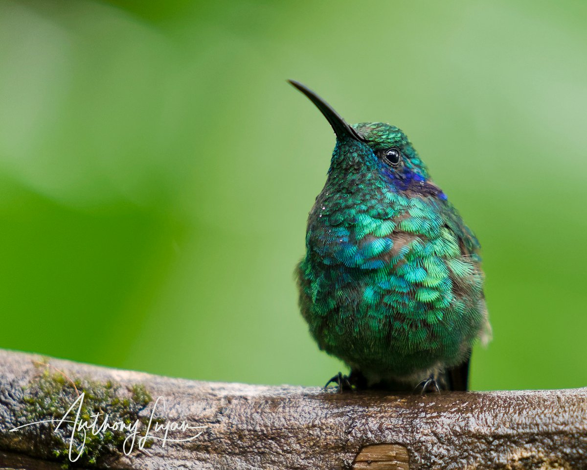 anthonylujan's tweet photo. The details of the fluffed-up Lesser Violetear! 

#lesservioletear #violetear #beautiful #costaricahummingbird #hummingbird #bird #birds#birdsofinstagram #birds_nature #birdstagram #birdphotography #naturephotography #nature #prettybird#photography #hummingbirdphotography #in... https://t.co/MqmbbMMXBa