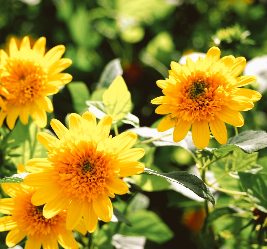 コヒマワリ Twitter Search Twitter