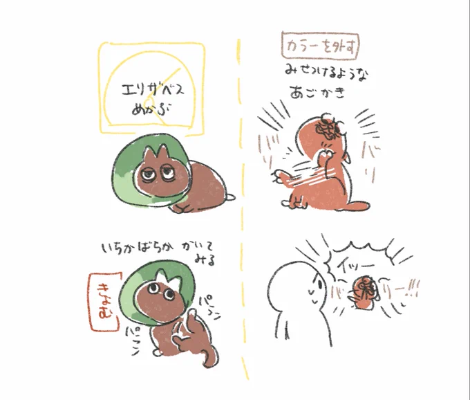 めかぶは飼い猫 