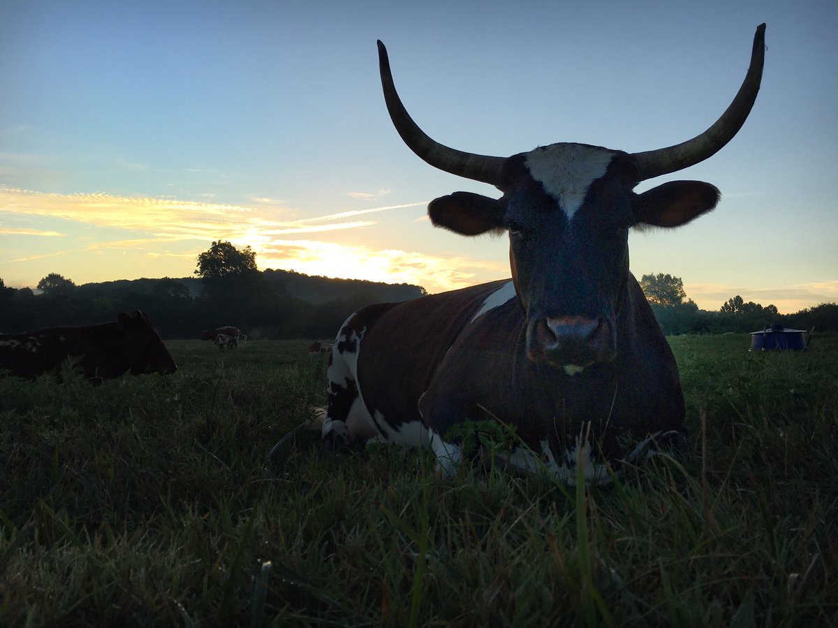 Ms. Georgia at dusk. #pineywoodscattle #grazeagainstthemachine