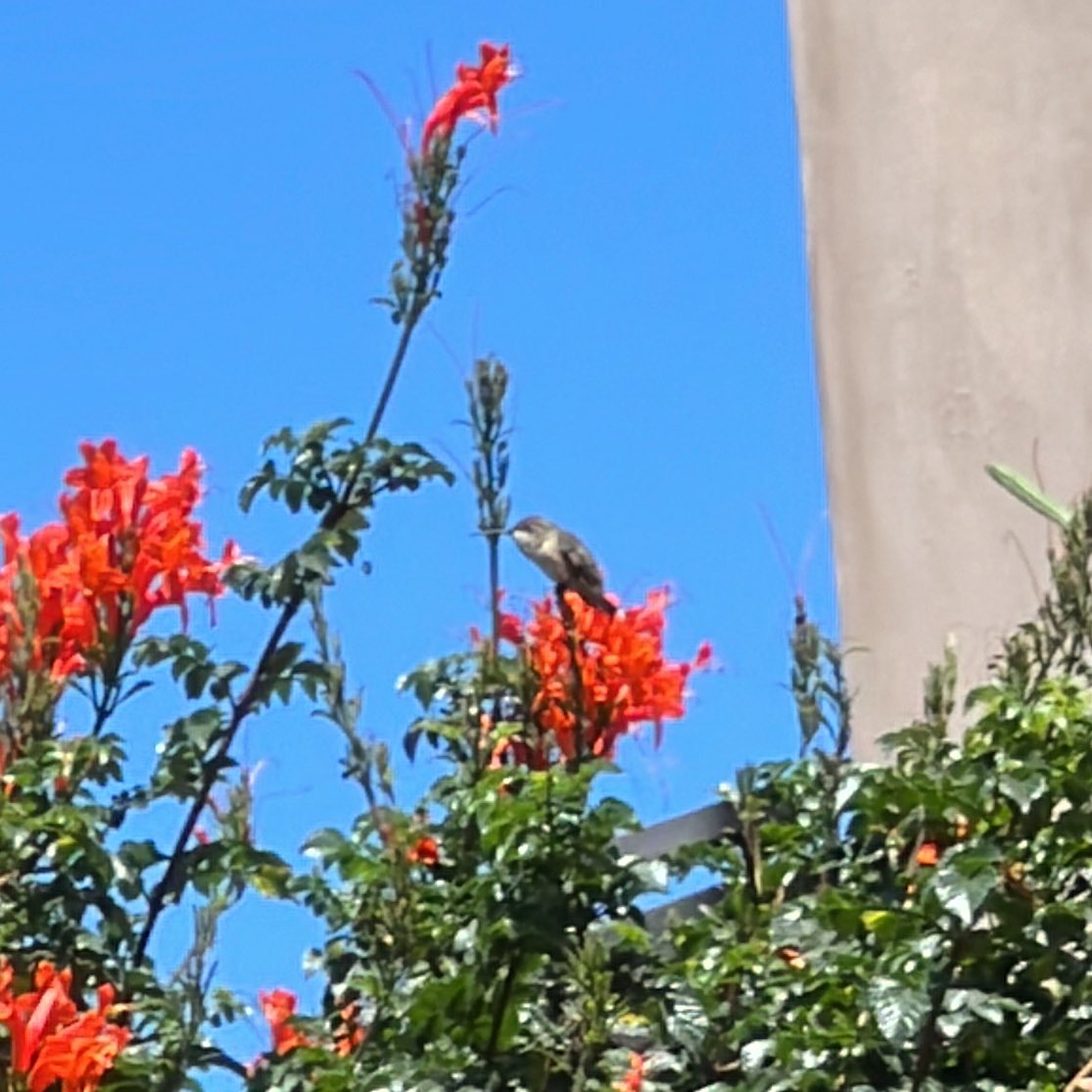 A hummingbird joined us for brunch 🥹💖