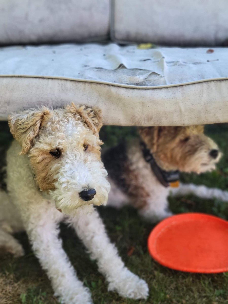 SWirefox's tweet image. Hey pals ✋