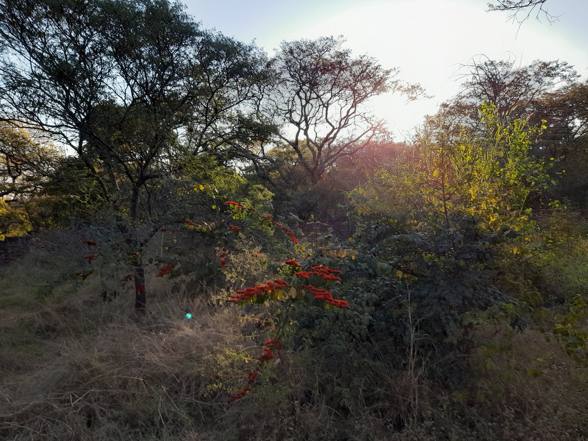bigtreeharare's tweet photo. What a beautiful "spring" evening at @bigtreeharare 🌳💚 https://t.co/eJFfCX4oeX