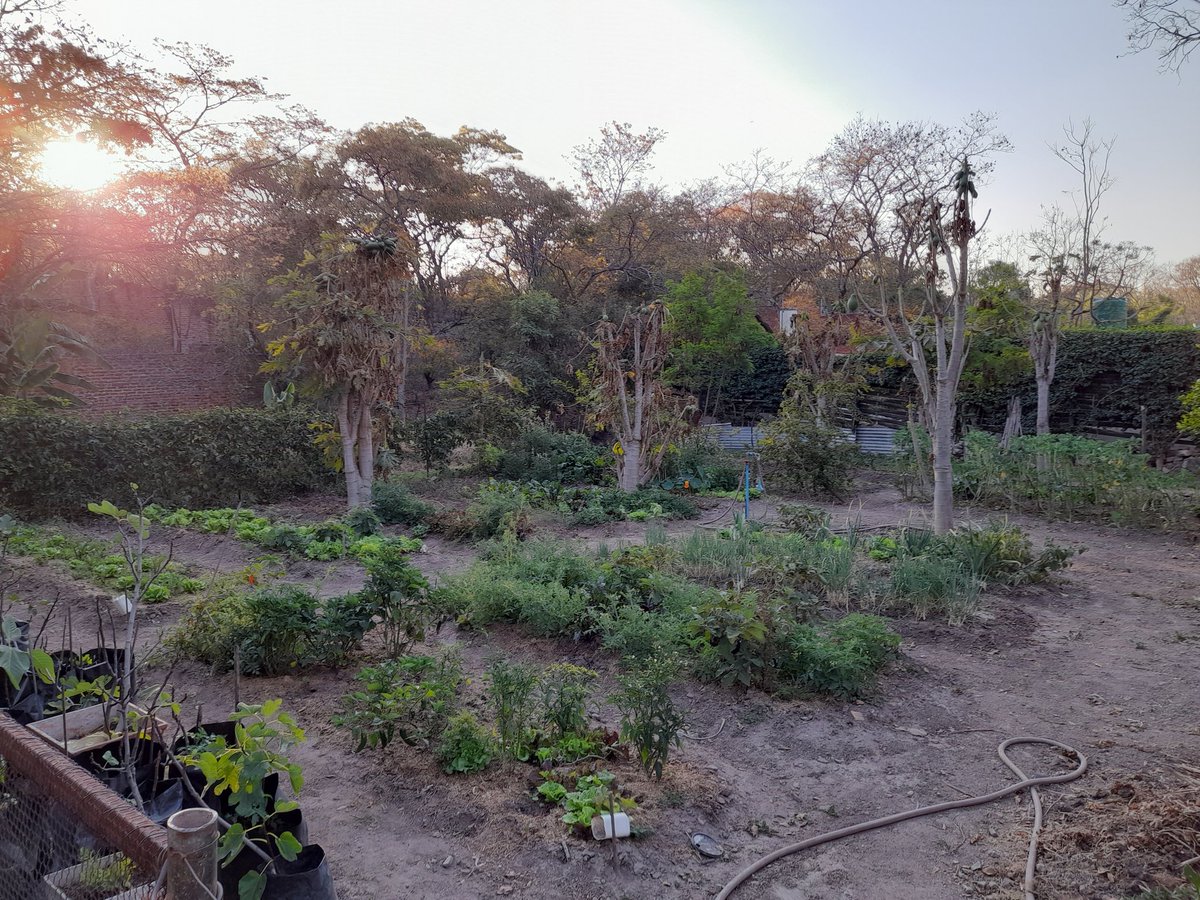 bigtreeharare's tweet photo. What a beautiful "spring" evening at @bigtreeharare 🌳💚 https://t.co/eJFfCX4oeX