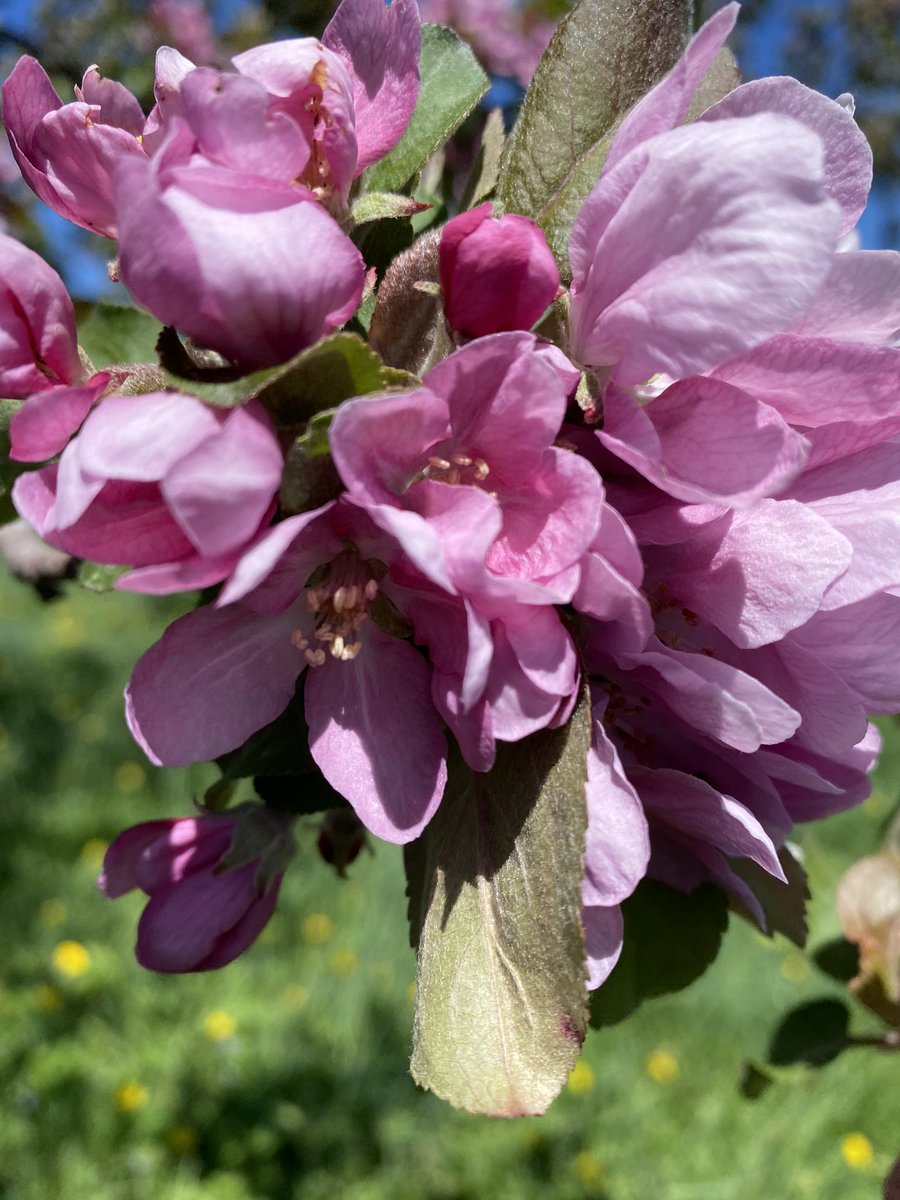 Cider & Fire (@ciderfire) on Twitter photo <a href="/ArleneDickinson/">Arlene Dickinson</a> You couldn’t have said it any better Arlene! 35 plus years ago we started researching #apples and #pears , from the 1800’s and a couple dated back 5000yrs ago! Our trees are DNA by the <a href="/uofg/">University of Guelph</a> I hope you find out a little more about us! <a href="/ArleneDickinson/">Arlene Dickinson</a> You couldn’t have said it any better Arlene! 35 plus years ago we started researching #apples and #pears , from the 1800’s and a couple dated back 5000yrs ago! Our trees are DNA by the <a href="/uofg/">University of Guelph</a> I hope you find out a little more about us!