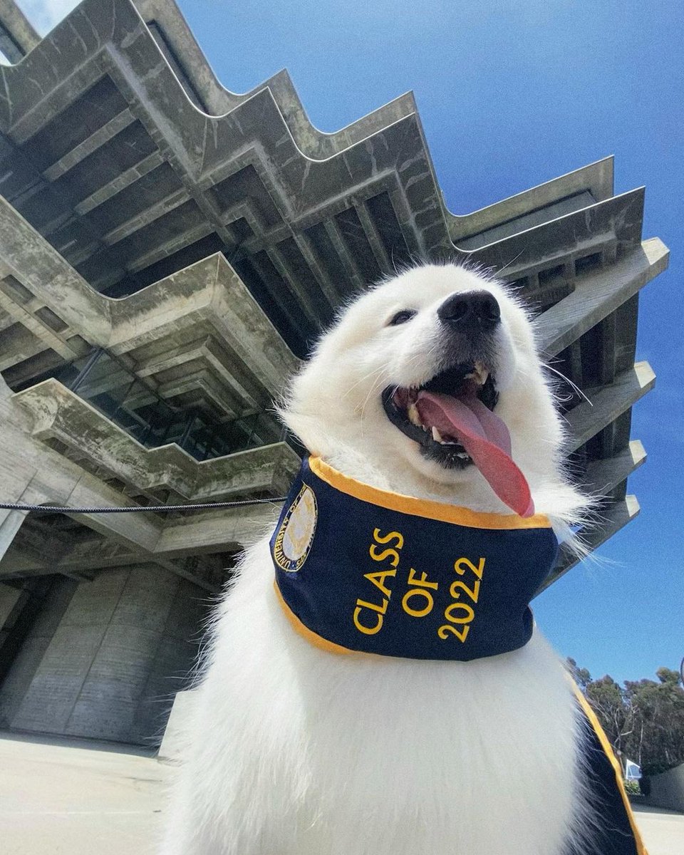UCSDalumni's tweet photo. Feeling Ruff? These pups will cheer you up 🐶
#UCSD #DogsofUCSD https://t.co/5BiRvH8mLS