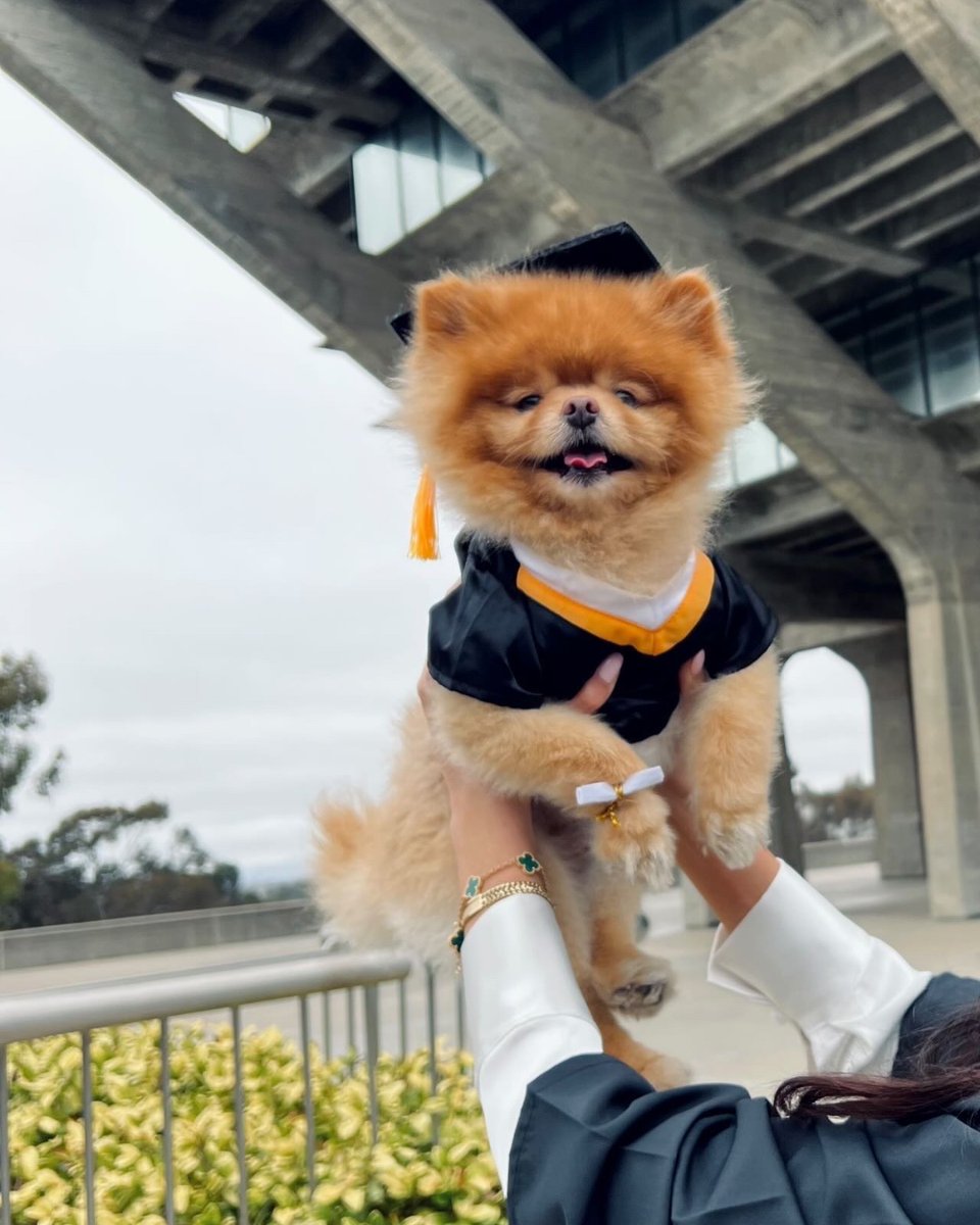 UCSDalumni's tweet photo. Feeling Ruff? These pups will cheer you up 🐶
#UCSD #DogsofUCSD https://t.co/5BiRvH8mLS