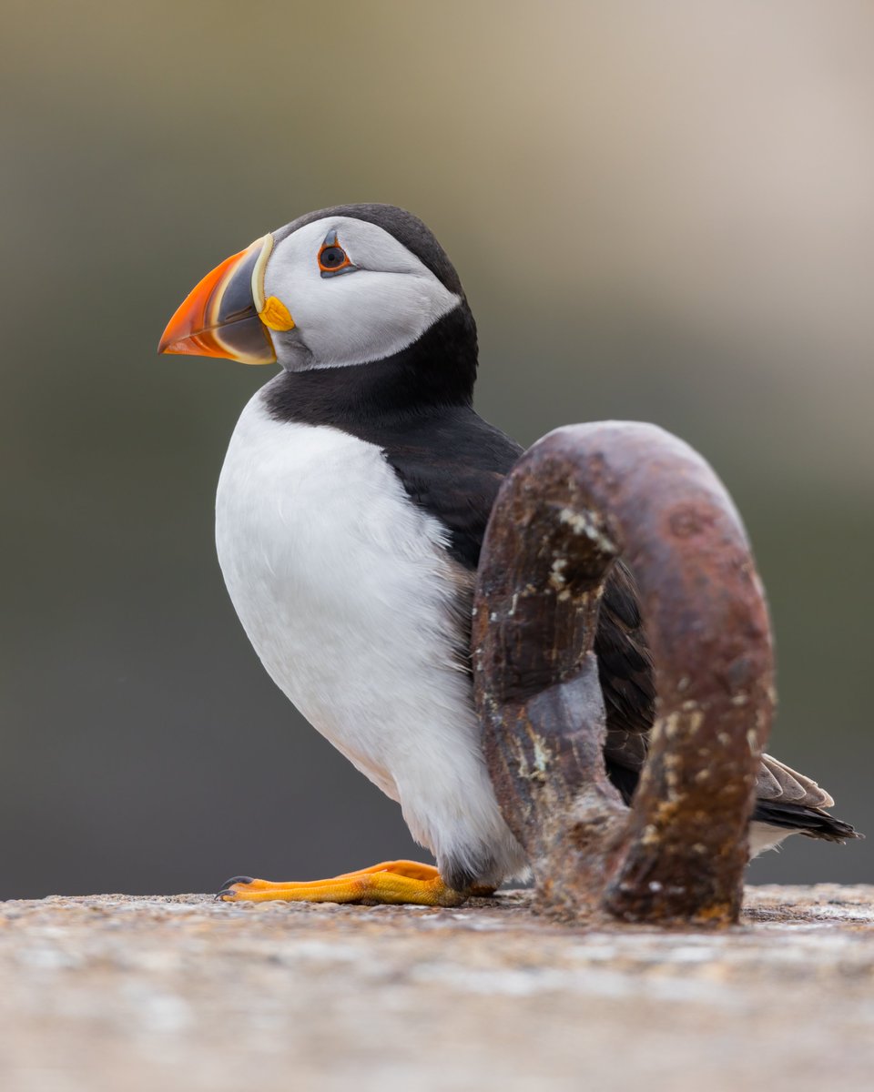 Maxwildphoto's tweet photo. Sea Clowns🤡 aka, Puffins! 

#Puffin #Wildlife #Nature #BirdsSeenIn2022 #Wildlifephotography #Naturelovers #Cute #birdphotography #Bird 

@EllieHilsdon  @BBCSpringwatch @CanonUKandIE @Britnatureguide https://t.co/ccF43XbB02