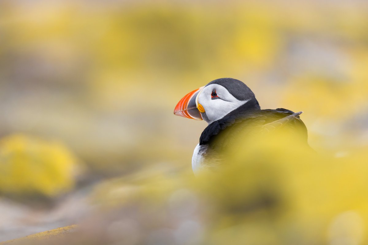 Maxwildphoto's tweet photo. Sea Clowns🤡 aka, Puffins! 

#Puffin #Wildlife #Nature #BirdsSeenIn2022 #Wildlifephotography #Naturelovers #Cute #birdphotography #Bird 

@EllieHilsdon  @BBCSpringwatch @CanonUKandIE @Britnatureguide https://t.co/ccF43XbB02