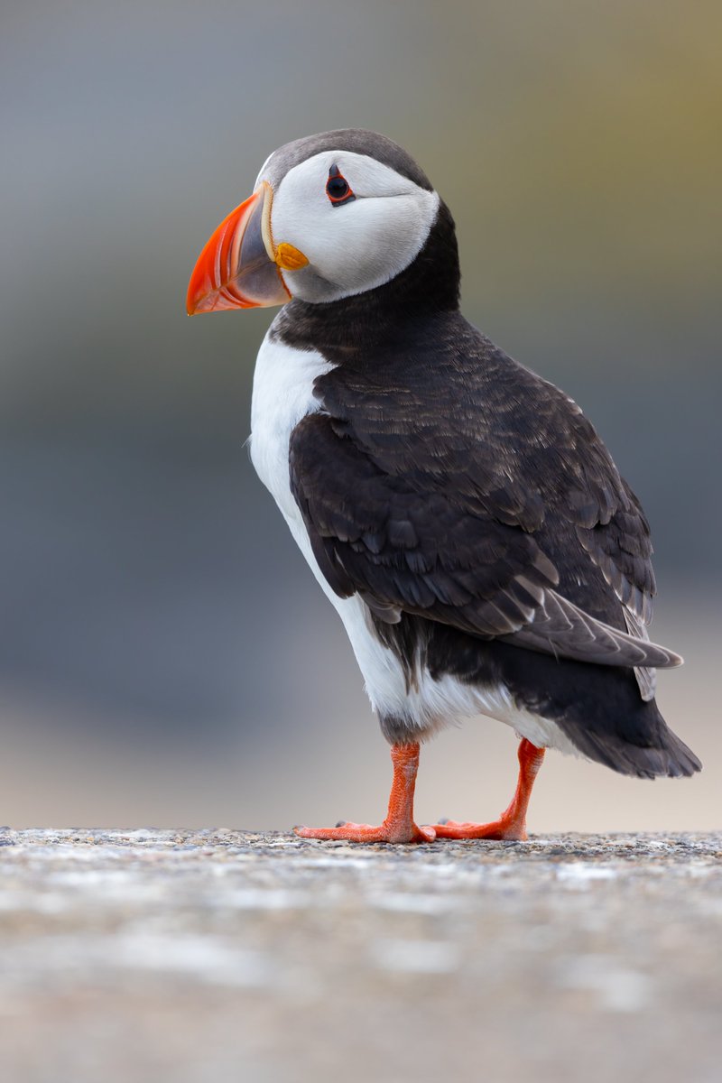 Maxwildphoto's tweet photo. Sea Clowns🤡 aka, Puffins! 

#Puffin #Wildlife #Nature #BirdsSeenIn2022 #Wildlifephotography #Naturelovers #Cute #birdphotography #Bird 

@EllieHilsdon  @BBCSpringwatch @CanonUKandIE @Britnatureguide https://t.co/ccF43XbB02