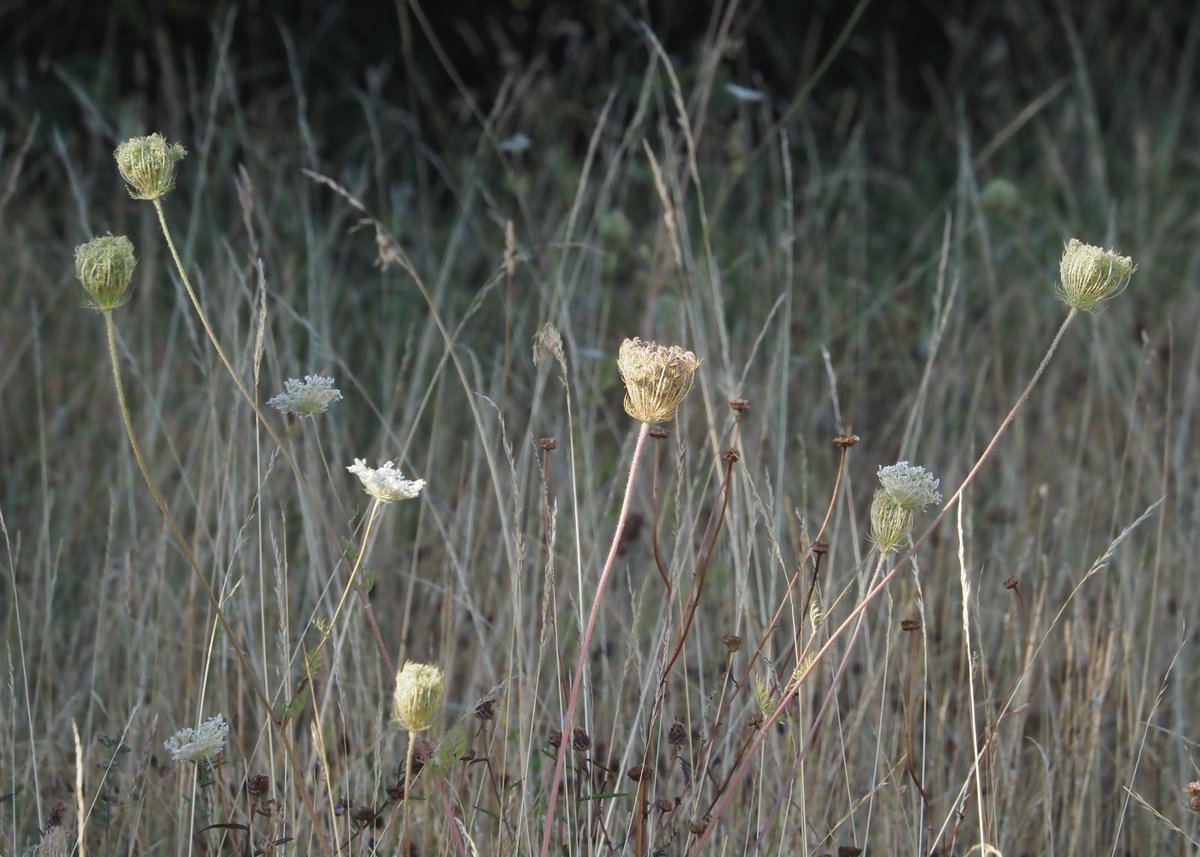 lisajmason's tweet photo. I really loved the light on these Wild Carrot #Seadheads a couple of days ago. #Wildflowerhour https://t.co/p919dlbFOt