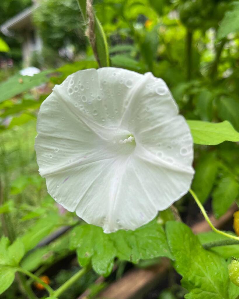 realmencrochet's tweet photo. Morning dew on the #morningglories The tomatoes are coming along nicely too! 

#morningglory 
#gardening https://t.co/BP7eMKQZ7j https://t.co/zUygeZLyNP