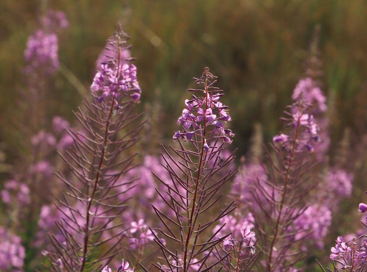 lisajmason's tweet photo. Beautiful light on these Rosebay Willowherbs this morning when we were our early to avoid the heat. #wildflowerhour https://t.co/Unuxd6K3gG