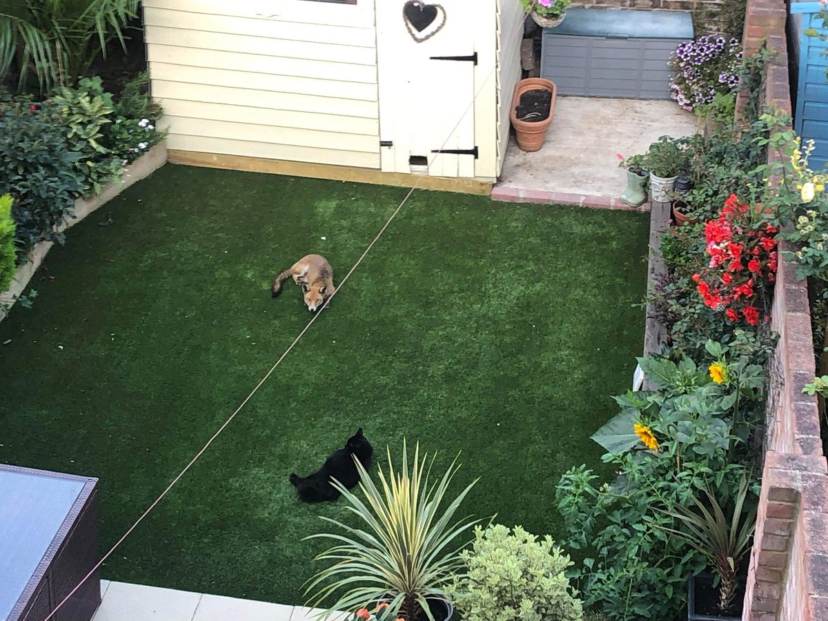 Jaxcross69's tweet image. So today I spent some time early this morning hanging out with a Foxy 🦊in my neighbours garden, it’s nice to make friends! 🐈‍⬛🦊❤️ #CatsOfTwitter #blackcats #foxy