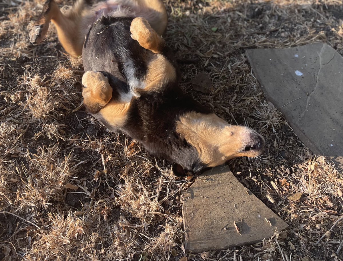 tkofVA's tweet photo. Jill is belly rub ready! https://t.co/4li5NZP3JC