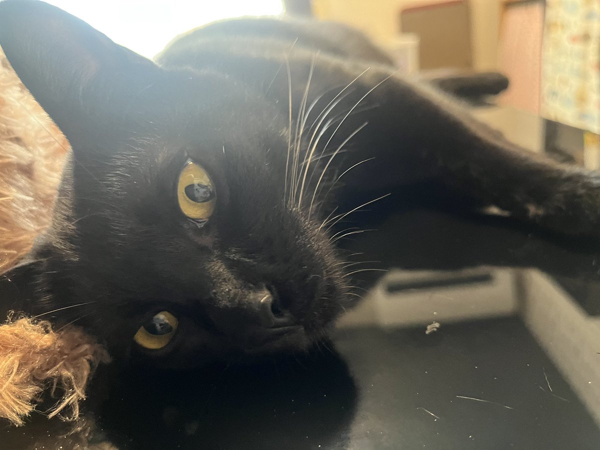 #黒猫