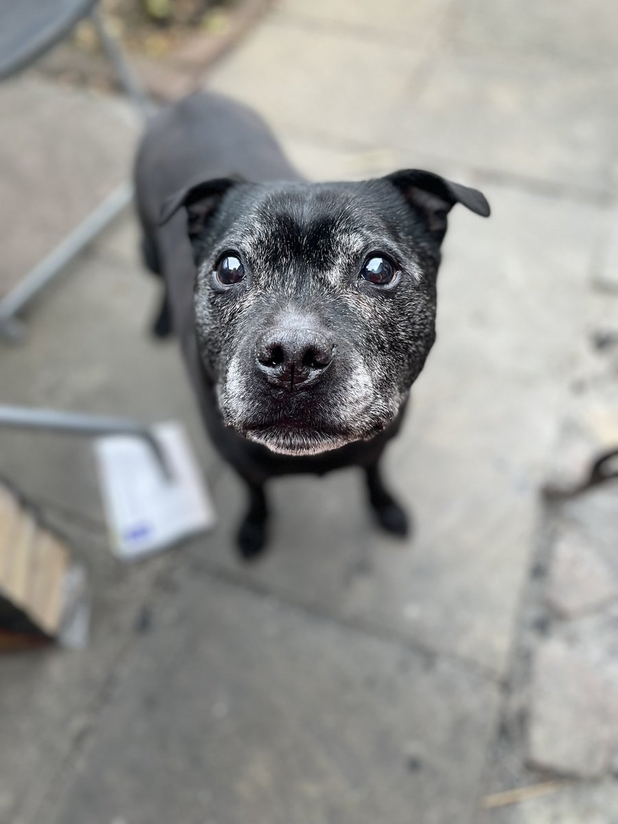 What a lad #staffiesoftwitter