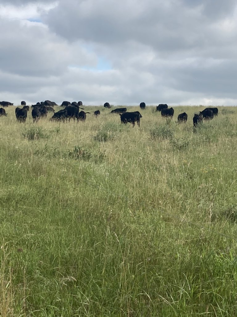 4FAngusBoy's tweet photo. It doesn’t matter if you have letters behind your name, the type of equipment you drive, variety of seed, soil type, breed of cattle, type of fertilization, fungicide applications or if you do 2 headlands or 4 when seeding

It’s whether you got rain or not https://t.co/vSeJrRX6ke