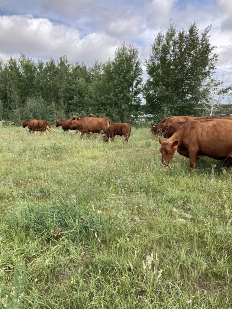 4FAngusBoy's tweet photo. It doesn’t matter if you have letters behind your name, the type of equipment you drive, variety of seed, soil type, breed of cattle, type of fertilization, fungicide applications or if you do 2 headlands or 4 when seeding

It’s whether you got rain or not https://t.co/vSeJrRX6ke