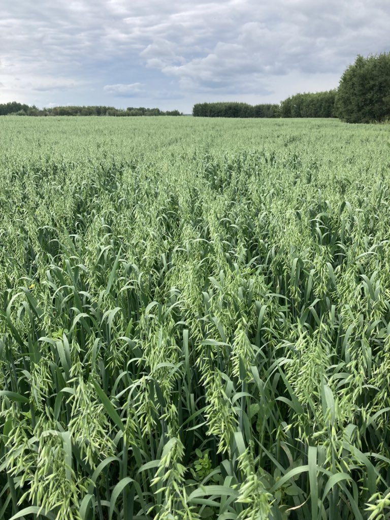 4FAngusBoy's tweet photo. It doesn’t matter if you have letters behind your name, the type of equipment you drive, variety of seed, soil type, breed of cattle, type of fertilization, fungicide applications or if you do 2 headlands or 4 when seeding

It’s whether you got rain or not https://t.co/vSeJrRX6ke