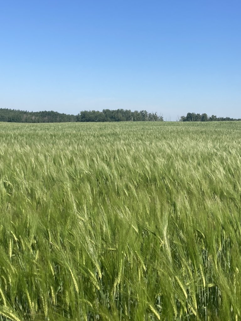 4FAngusBoy's tweet photo. It doesn’t matter if you have letters behind your name, the type of equipment you drive, variety of seed, soil type, breed of cattle, type of fertilization, fungicide applications or if you do 2 headlands or 4 when seeding

It’s whether you got rain or not https://t.co/vSeJrRX6ke