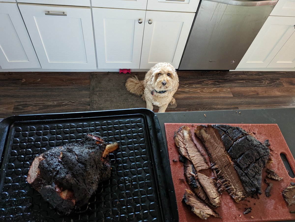 oocscience's tweet photo. @MichelleKlieger @WaldenLocalMeat "How can I knock this off the counter?" https://t.co/QC6sMR7eWT
