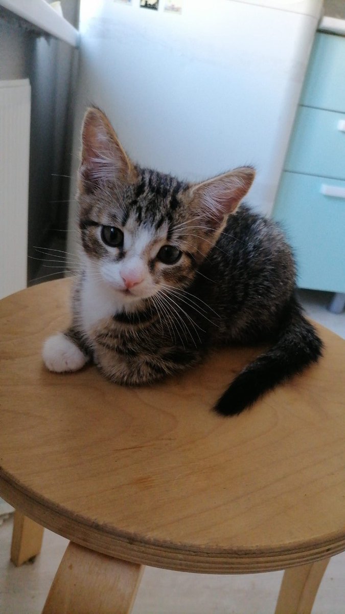 vixbunnyx's tweet photo. ❗❗ МОСКВА И МО, РТ ПО ВОЗМОЖНОСТИ ❗
Два чудесных полосатых котёнка СРОЧНО ищут дом. Родились 3.06, здоровы, мальчик (1) и девочка (2). Отдадим в добрые руки отвественным, заботливым людям. Отлично ладят с другими кошками. К лотку приучены, самостоятельные, едят взрослый корм. https://t.co/25UzZPW8q2